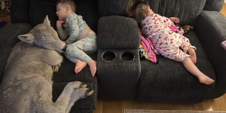 Newborn calf struggling in deep freeze brought indoors to curl up on couch