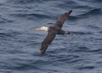 Waved albatross, Galapagos seabird, wandered 3,000 miles to California