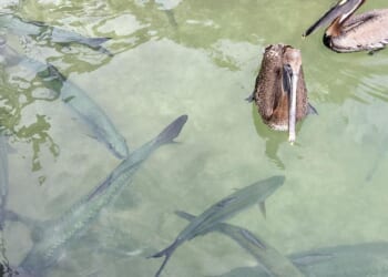 Two Floridians charged, accused of fishing tarpon out of Florida Keys aquarium