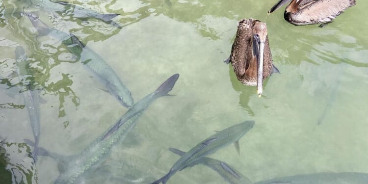 Two Floridians charged, accused of fishing tarpon out of Florida Keys aquarium