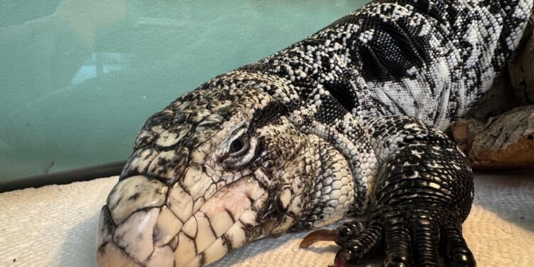 Freezing reptile dubbed 'Lizard in a blizzard' is rescued after being buried in Rhode Island snow