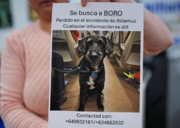 After Spain's fatal rail accident, a missing dog that captivated the country is found