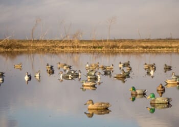 Decoys of various duck species, including mallard, pintail, gadwall, and teal.