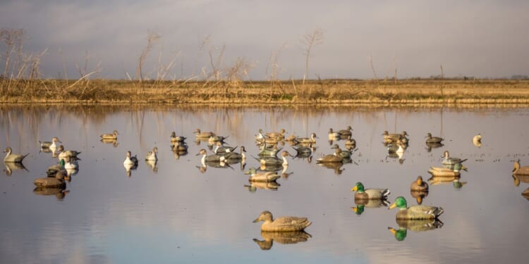 Decoys of various duck species, including mallard, pintail, gadwall, and teal.