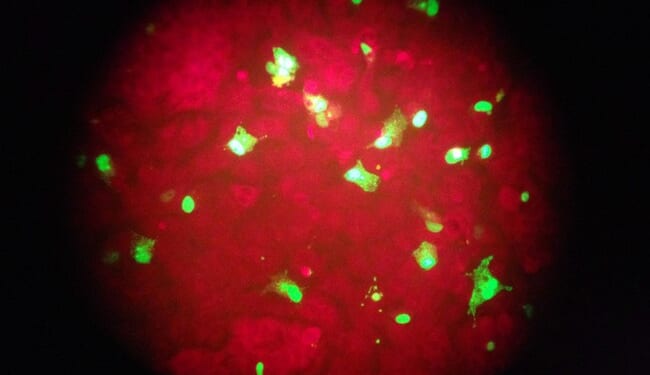 How Some People Get Drunk Without Drinking – PJ Media