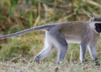 A Vervet Monkey is seen walking in Grumeti, Tanzania.