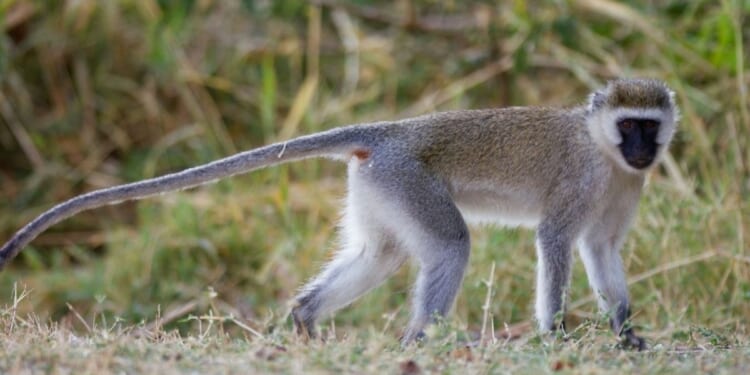A Vervet Monkey is seen walking in Grumeti, Tanzania.