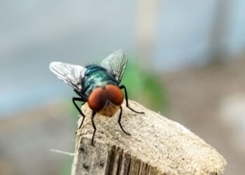 Cochliomyia hominivorax, the New World screwworm, is a species of parasitic fly that is well known for the way in which its larvae eat living tissue.