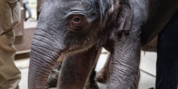 Asian elephant calf successfully born at Smithsonian's National Zoo