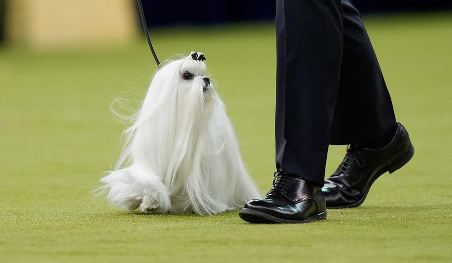 Cookie, a Maltese, competes in the Best in Show judging of the 150th Westminster Kennel Club Dog Show, Tuesday, Feb. 3, 2026, in New York. (AP Photo/Yuki Iwamura)