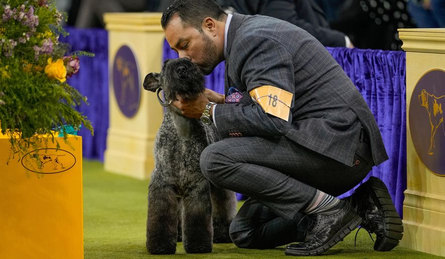 Della, a Kerry blue terrier gets a kiss from her handler during the terrier group competition of the 150th Westminster Kennel Club Dog Show, Tuesday, Feb. 3, 2026, in New York. (AP Photo/Yuki Iwamura)