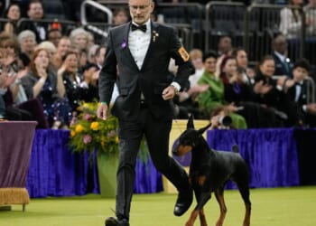 A Doberman pinscher named Penny wins the 150th Westminster dog show