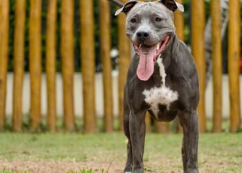 Prince George's County lifts three-decade ban on pit bulls