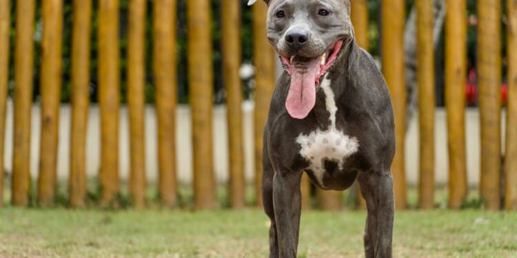 Prince George's County lifts three-decade ban on pit bulls