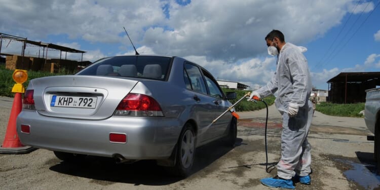 Cyprus plans mass livestock vaccination to halt spread of foot-and-mouth disease