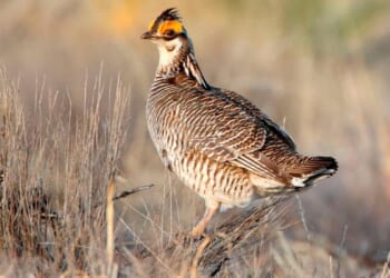 Trump administration ends protections for rare dancing prairie bird