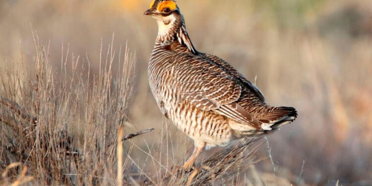 Trump administration ends protections for rare dancing prairie bird