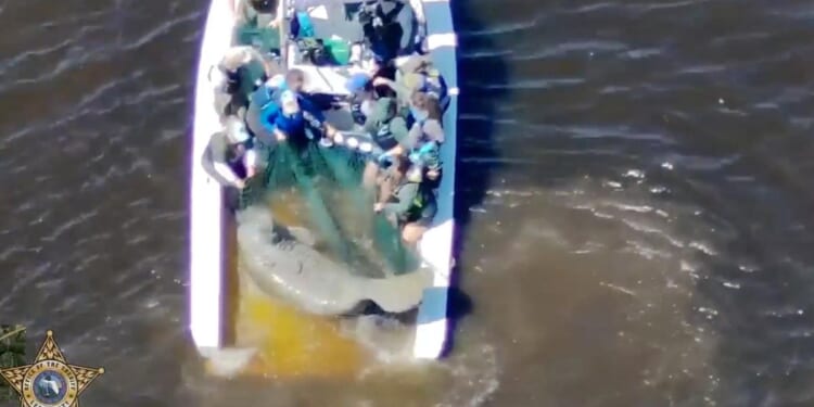 Injured mother manatee and calf are rescued in Florida and taken to SeaWorld Orlando