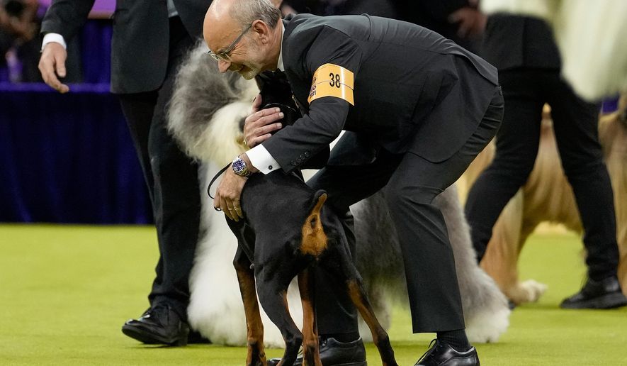 Handler Andy Linton hugs Penny, a doberman pinscher, after Penny won Best in Show of the 150th Westminster Kennel Club Dog Show, Tuesday, Feb. 3, 2026, in New York. (AP Photo/Yuki Iwamura)
