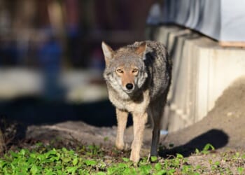 A photograph of a coyote walking between homes in an urban area.