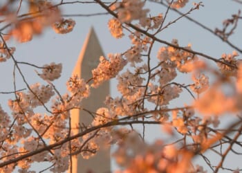 D.C.'s cherry trees haven't shown green buds; experts expect full bloom in early April