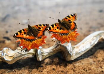 Denmark is set to explore if gastronomy can be recognized as an art form