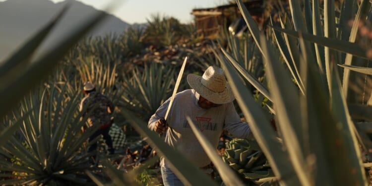 Mezcal’s popularity is booming in the U.S. That comes with a growing environmental cost in Mexico