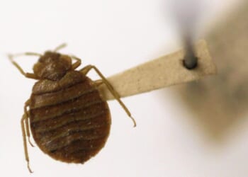Bedbugs spread across multiple states in the South