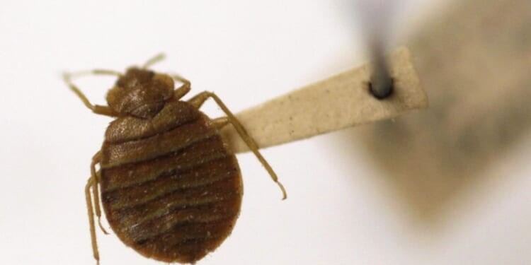 Bedbugs spread across multiple states in the South