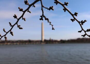 D.C.’s cherry trees at stage 3 of the bloom cycle, with florets starting to extend