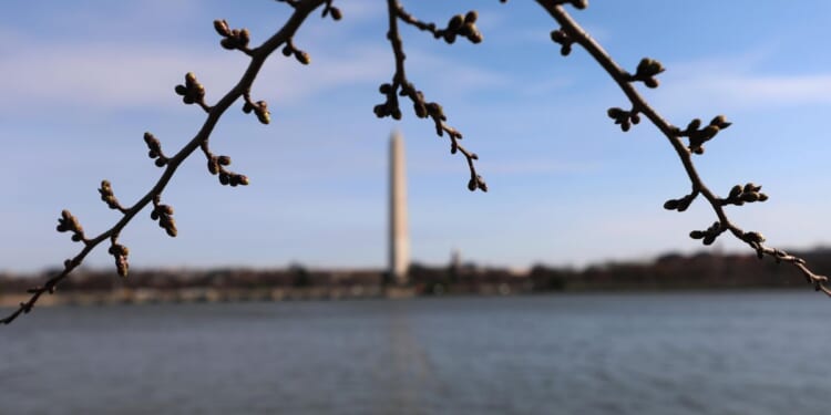 D.C.’s cherry trees at stage 3 of the bloom cycle, with florets starting to extend