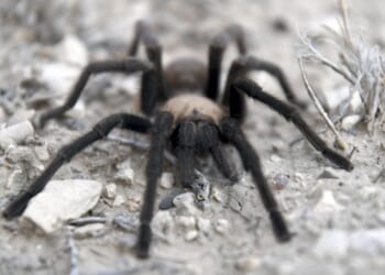Woman running for U.S. Senate guilty of throwing tarantula at tenant