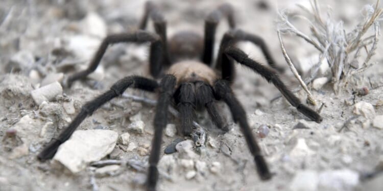 Woman running for U.S. Senate guilty of throwing tarantula at tenant