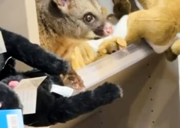 A real possum appears among plush toy animals in Australian airport gift shop