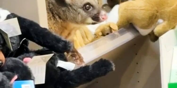 A real possum appears among plush toy animals in Australian airport gift shop