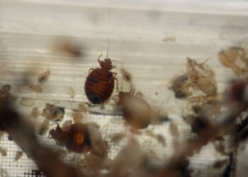 Bed bugs spread across multiple states in the South