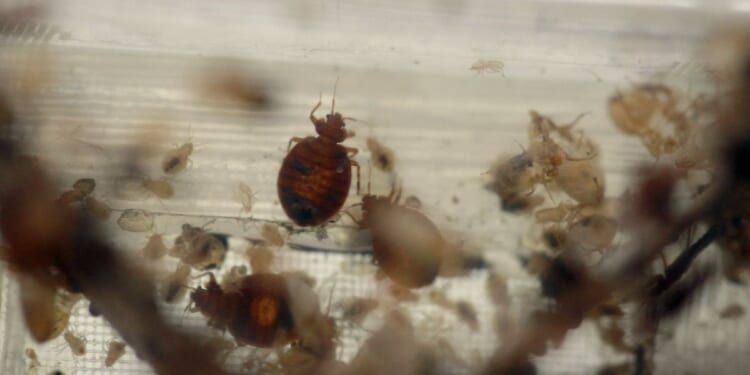 Bed bugs spread across multiple states in the South