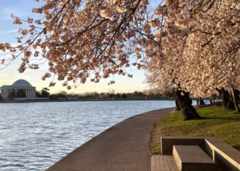 D.C.’s cherry trees sprout puffy white blossoms on way to peak bloom
