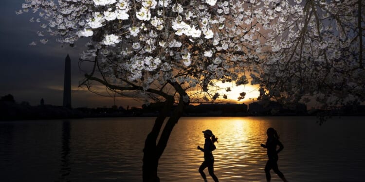 D.C.’s famous cherry trees hit peak bloom 3 days early