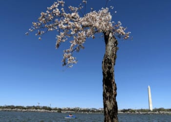 Clones of famous cherry tree ‘Stumpy’ flower for first time