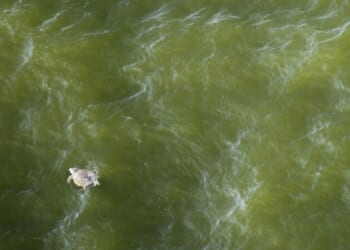 Trump seeks to waive Endangered Species Act restrictions for oil and gas drilling