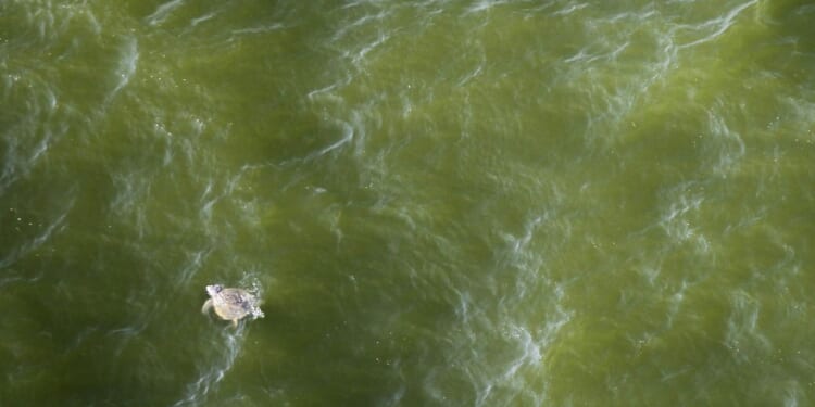 Trump seeks to waive Endangered Species Act restrictions for oil and gas drilling