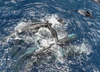 Scientists captured female sperm whales on video working together during a birth to protect the calf