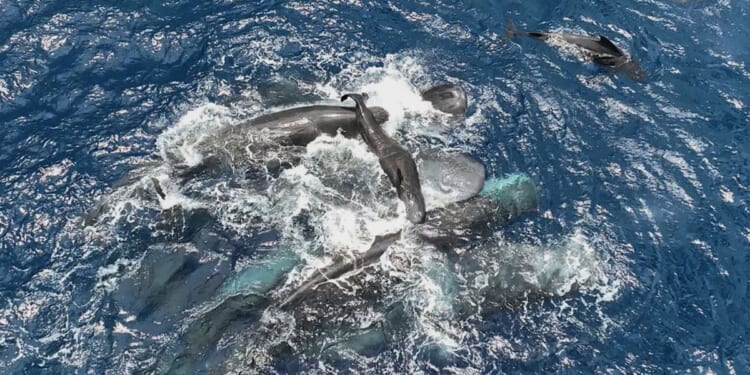 Scientists captured female sperm whales on video working together during a birth to protect the calf