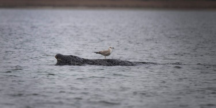 A stranded whale in Germany’s Baltic Sea weakens as hopes of its return to the Atlantic fade