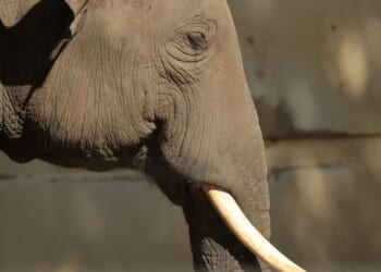 Asian elephant briefly escapes habitat at New Mexico zoo