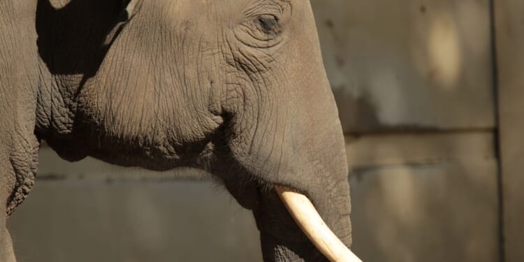 Asian elephant briefly escapes habitat at New Mexico zoo