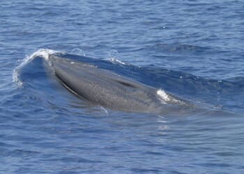 Things to know about Rice’s whale, rare species in way of Trump plans for more Gulf drilling