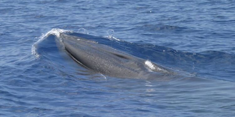 Things to know about Rice’s whale, rare species in way of Trump plans for more Gulf drilling