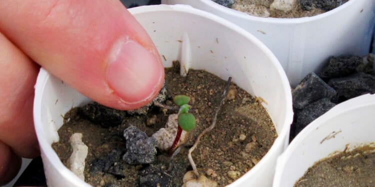 Nevada lithium mine clears major hurdle despite conservationists’ worries for rare wildflower